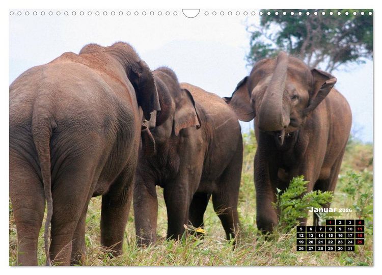 Produktbild: Bedrohte Riesen - Elefanten in Sri Lanka (Wandkalender 2026 DIN A3 quer), CALVENDO Monatskalender