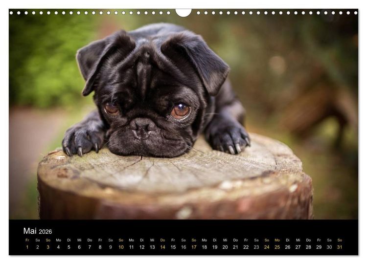 Produktbild: Diesel, der schwarze Mops (Wandkalender 2026 DIN A3 quer), CALVENDO Monatskalender
