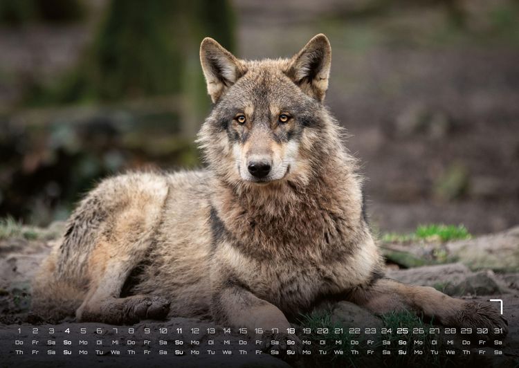 Produktbild: Wolf &ndash; Im Schatten des Waldes - 2027 - Kalender DIN A2