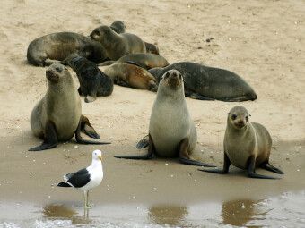 Produktbild: CALVENDO Puzzle Seehunde auf der Sandbank | 1000 Teile Lege-Gr&ouml;&szlig;e 64 &times; 48 cm Foto-Puzzle f&uuml;r gl&uuml;ckliche Stunden