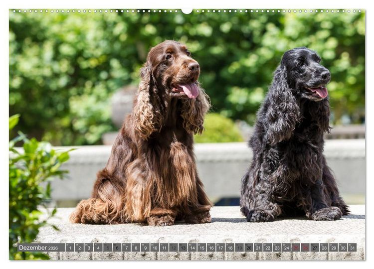 Produktbild: English Cocker Spaniels - Ein Spaziergang im Park (hochwertiger Premium Wandkalender 2026 DIN A2 quer), Kunstdruck in Hochglanz