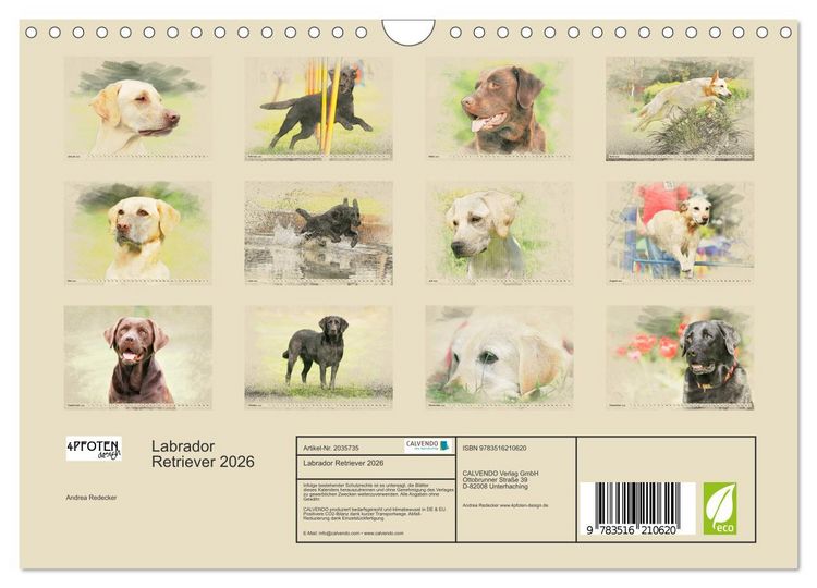 Produktbild: Labrador Retriever 2026 (Wandkalender 2026 DIN A4 quer), CALVENDO Monatskalender