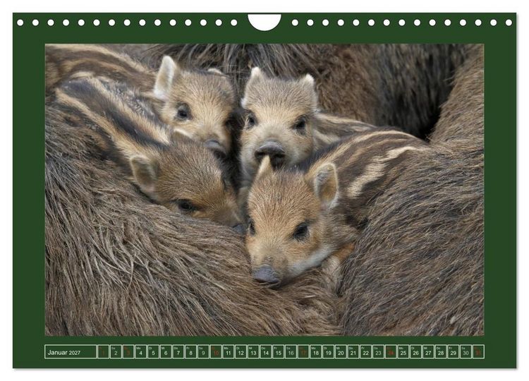 Produktbild: Schweinkram - Die Wildschweine sind los (Wandkalender 2027 DIN A4 quer), CALVENDO Monatskalender