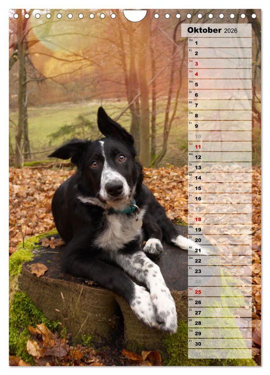 Produktbild: Mein Border Collie (Wandkalender 2026 DIN A4 hoch), CALVENDO Monatskalender