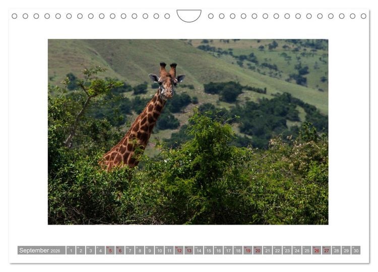 Produktbild: Ruanda (Wandkalender 2026 DIN A4 quer), CALVENDO Monatskalender