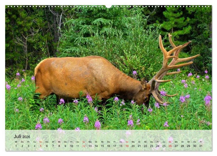 Produktbild: Rotwild. Edle Hirsche, stolze K&uuml;he (Wandkalender 2026 DIN A2 quer), CALVENDO Monatskalender