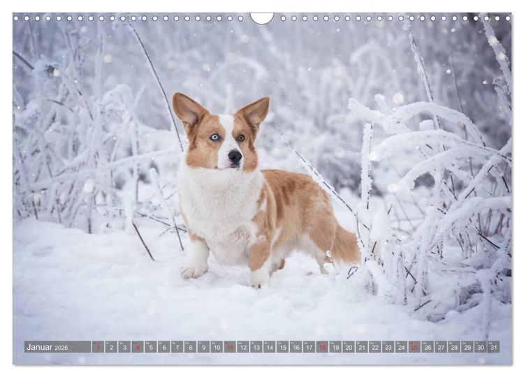 Produktbild: Welsh Corgi - Der Kobold unter den Hunden (Wandkalender 2026 DIN A3 quer), CALVENDO Monatskalender