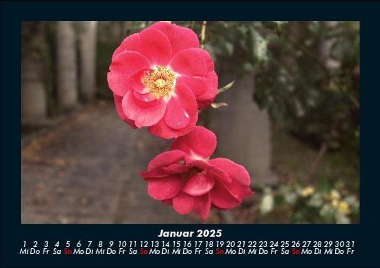 Produktbild: Blumentr&auml;ume 2025 Fotokalender DIN A5