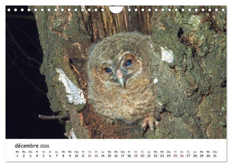 Produktbild: La vie des chouettes, les dames de la nuit (Calendrier mural 2026 DIN A4 vertical), CALVENDO calendrier mensuel