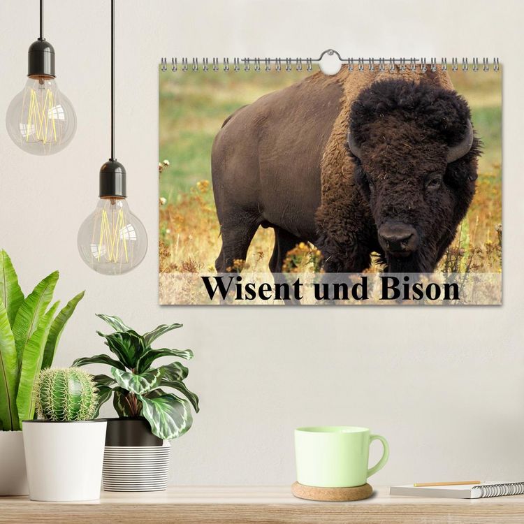 Produktbild: Wisent und Bison (Wandkalender 2026 DIN A4 quer), CALVENDO Monatskalender