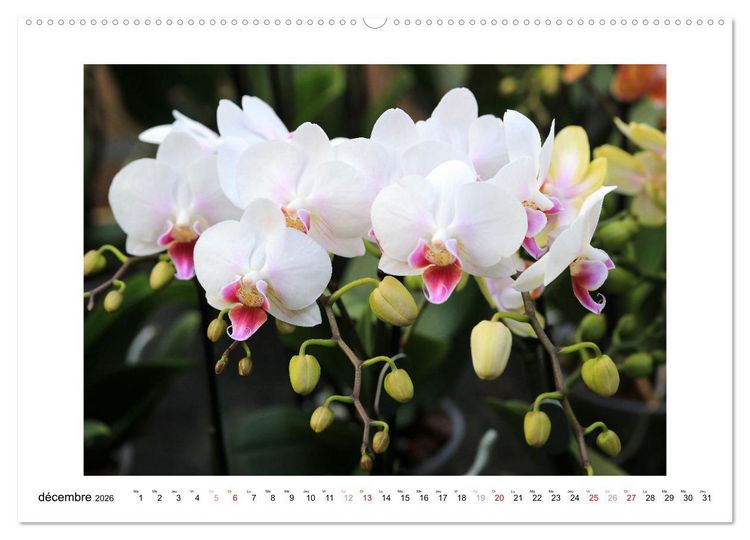 Produktbild: L'orchid&eacute;e Phalaenopsis (Calendrier mural 2026 DIN A2 vertical) calendrier de bureau