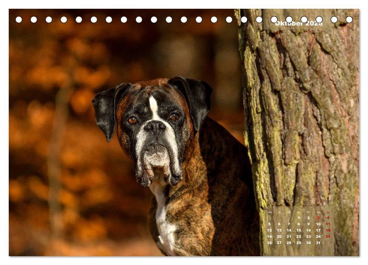 Produktbild: Einmal Boxer - immer Boxer (Tischkalender 2026 DIN A5 quer), CALVENDO Monatskalender