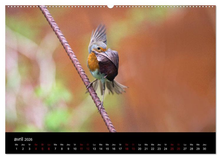 Produktbild: Mon ami le rouge-gorge (Calendrier mural 2026 DIN A2 vertical) calendrier de bureau