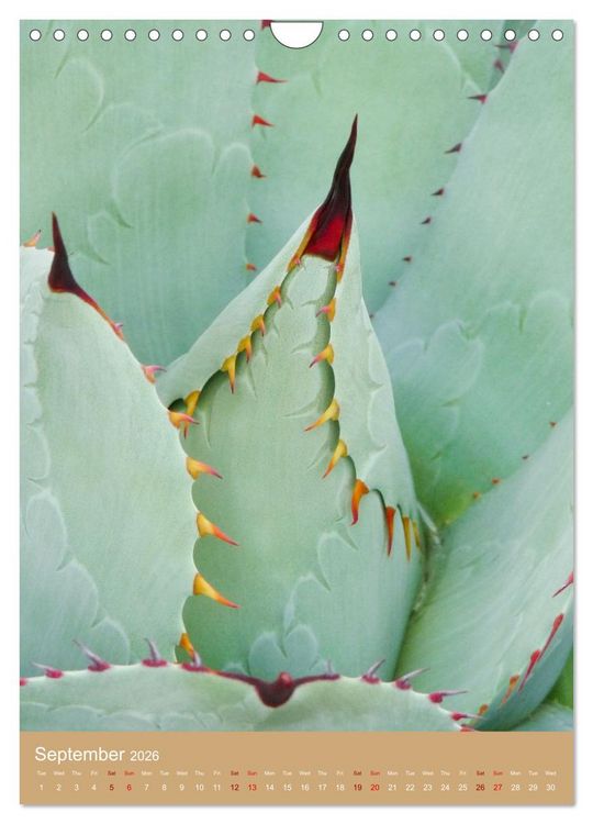 Produktbild: Succulents and Cacti - Strong Thorns, Delicate Blooms (Wall Calendar 2026 DIN A4 portrait), CALVENDO 12 Month Wall Calendar