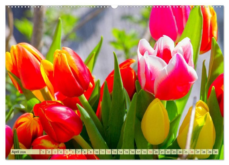 Produktbild: Tulpen. Zauberhafte Bl&uuml;tenpracht (Wandkalender 2026 DIN A2 quer), CALVENDO Monatskalender
