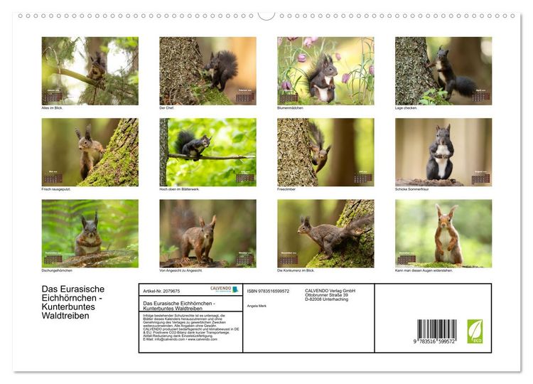 Produktbild: Das Eurasische Eichh&ouml;rnchen - Kunterbuntes Waldtreiben (hochwertiger Premium Wandkalender 2026 DIN A2 quer), Kunstdruck in Hochglanz