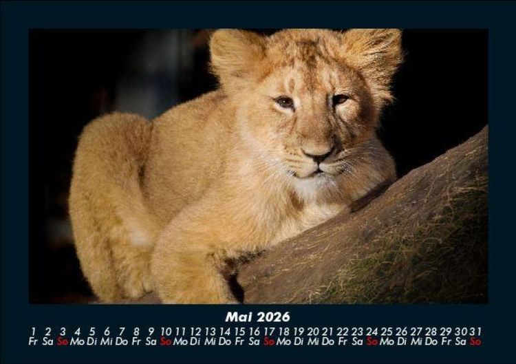 Produktbild: L&ouml;wen in der Wildnis 2026 Fotokalender DIN A5