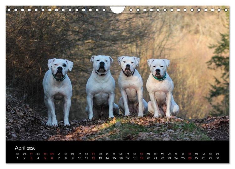 Produktbild: American Bulldog - alles Andere ist nur ein Hund (Wandkalender 2026 DIN A4 quer), CALVENDO Monatskalender