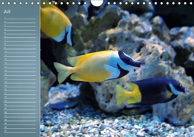 Produktbild: Bunte Riffbewohner - Fische, Anemonen und noch viel mehr (Wandkalender immerw&auml;hrend DIN A4 quer)
