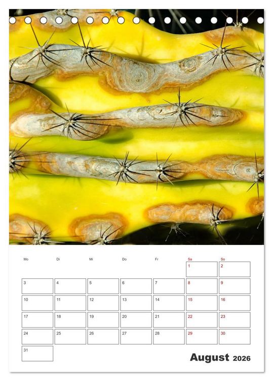 Produktbild: Dornige Sch&ouml;nheiten - Kakteen und Sukkulenten (Tischkalender 2026 DIN A5 hoch), CALVENDO Monatskalender