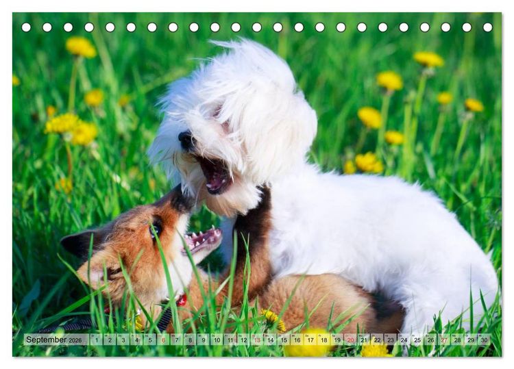 Produktbild: Beste Freunde - Bezaubernde Tierfreundschaften (Tischkalender 2026 DIN A5 quer), CALVENDO Monatskalender