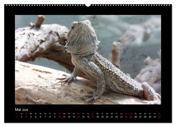 Produktbild: Faszinierende Reptilien (hochwertiger Premium Wandkalender 2026 DIN A2 quer), Kunstdruck in Hochglanz