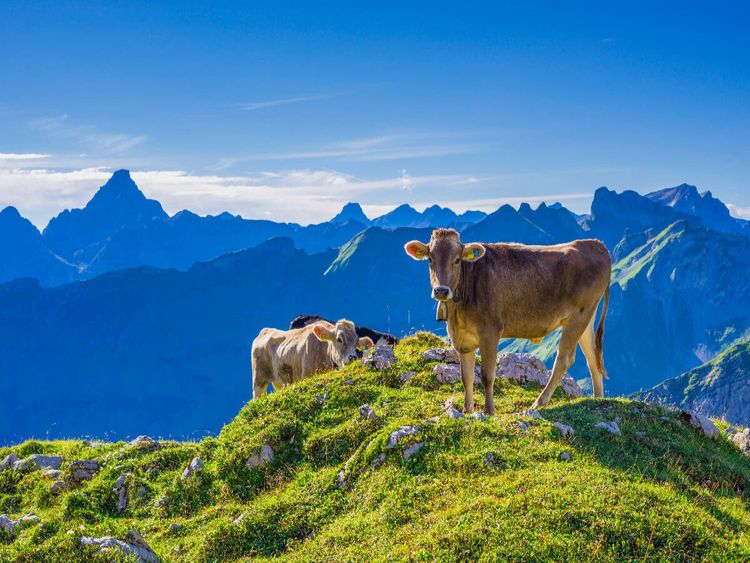 Produktbild: CALVENDO Puzzle Allg&auml;uer Braunvieh | 1000 Teile Lege-Gr&ouml;&szlig;e 64x48cm Foto-Puzzle f&uuml;r gl&uuml;ckliche Stunden