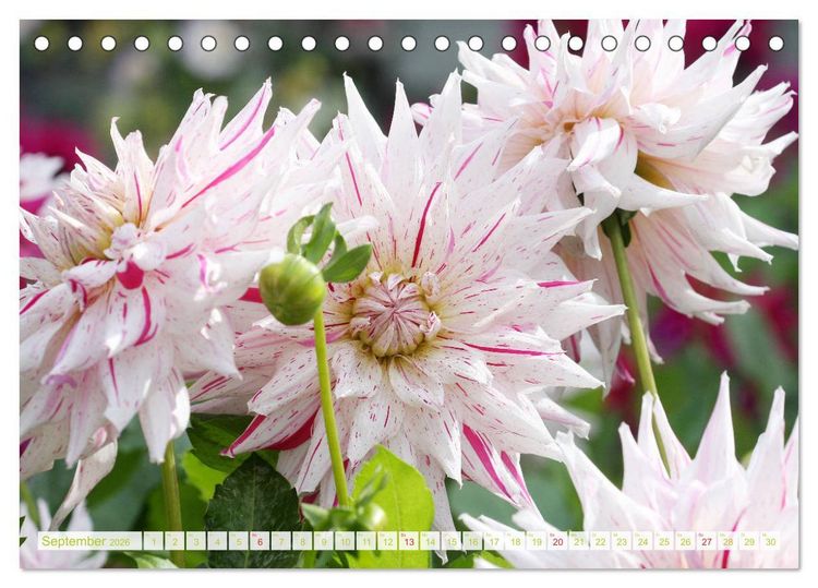Produktbild: Wunderbare Dahlienwelt (Tischkalender 2026 DIN A5 quer), CALVENDO Monatskalender