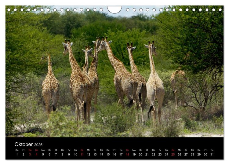 Produktbild: Giraffen &ndash; Faszination der Wildnis (Wandkalender 2026 DIN A4 quer), CALVENDO Monatskalender