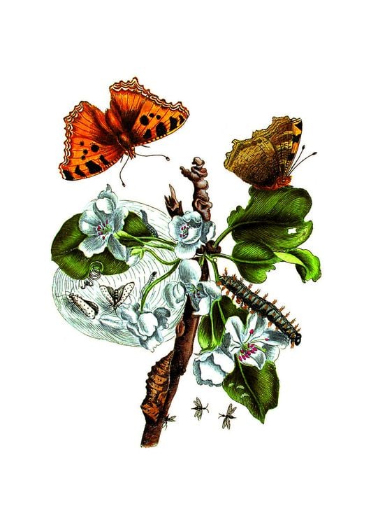 Produktbild: Maria Sibylla Merian &ndash; Acht Kunst-Klappkarten
