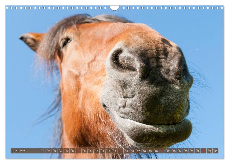 Produktbild: Das Lachen der Pferde - Lustige Gesichter (Wandkalender 2026 DIN A3 quer), CALVENDO Monatskalender
