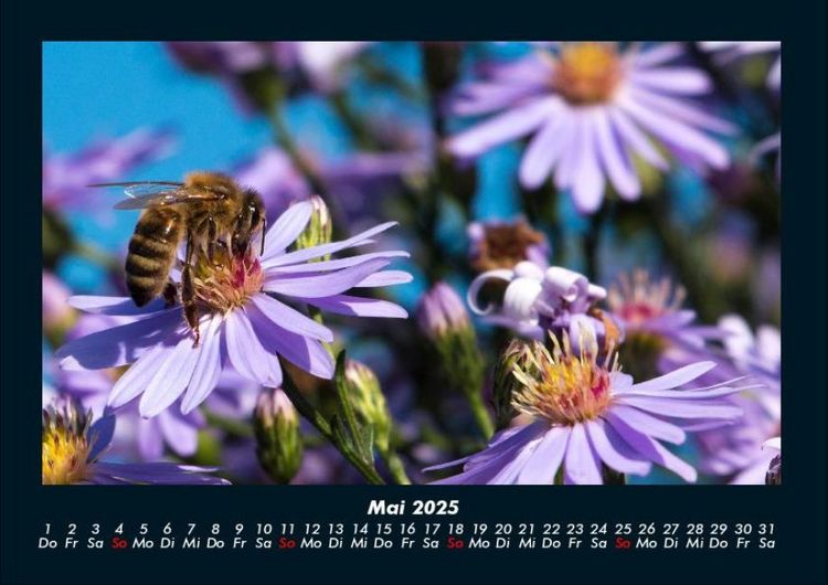 Produktbild: Bienen 2025 Fotokalender DIN A4