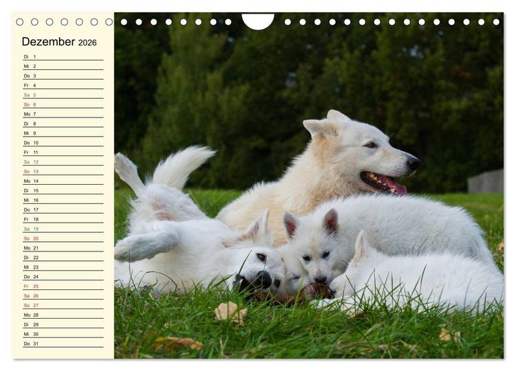 Produktbild: Wei&szlig;er Schweizer Sch&auml;ferhund - Ein Tag im Leben einer Hundefamilie (Wandkalender 2026 DIN A4 quer), CALVENDO Monatskalender