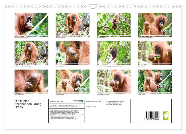 Produktbild: Die letzten freilebenden Orang Utans (Wandkalender 2026 DIN A3 quer), CALVENDO Monatskalender