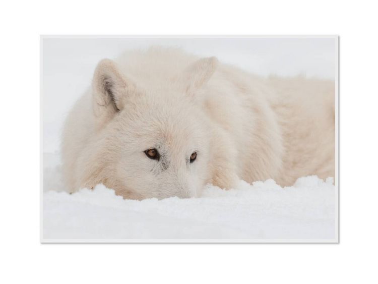 Produktbild: CALVENDO Puzzle Ein Motiv aus dem Kalender Emotionale Momente: Polarw&ouml;lfe. / CH-Version | 1000 Teile Lege-Gr&ouml;&szlig;e 64x48cm Foto-Puzzle f&uuml;r gl&uuml;ckliche Stunden