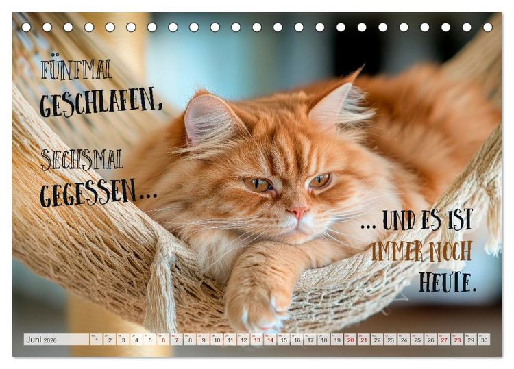 Produktbild: Katzenlogik - Wenn Blicke miauen k&ouml;nnten (Tischkalender 2026 DIN A5 quer), CALVENDO Monatskalender