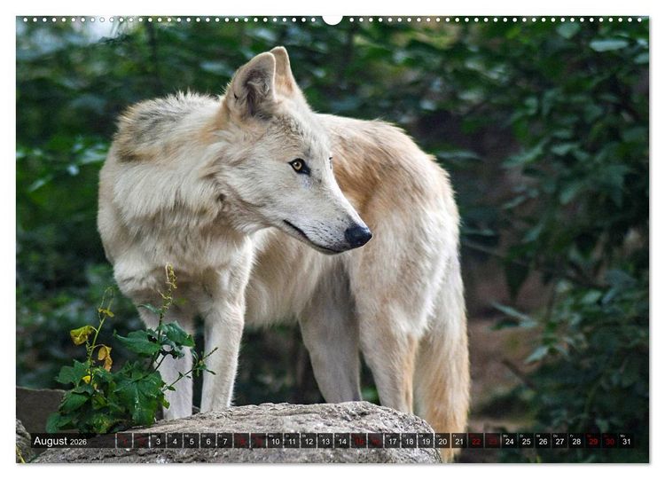 Produktbild: Begegnung mit dem Wolf (hochwertiger Premium Wandkalender 2026 DIN A2 quer), Kunstdruck in Hochglanz