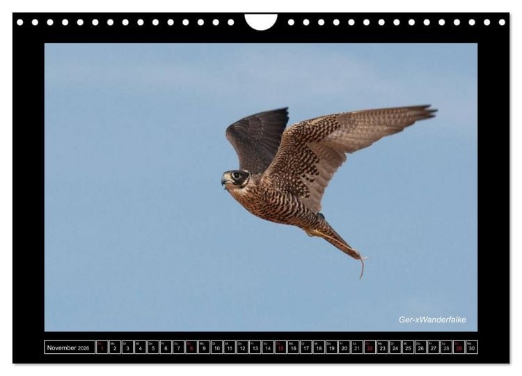 Produktbild: Falken im Flug und im Portr&auml;t (Wandkalender 2026 DIN A4 quer), CALVENDO Monatskalender