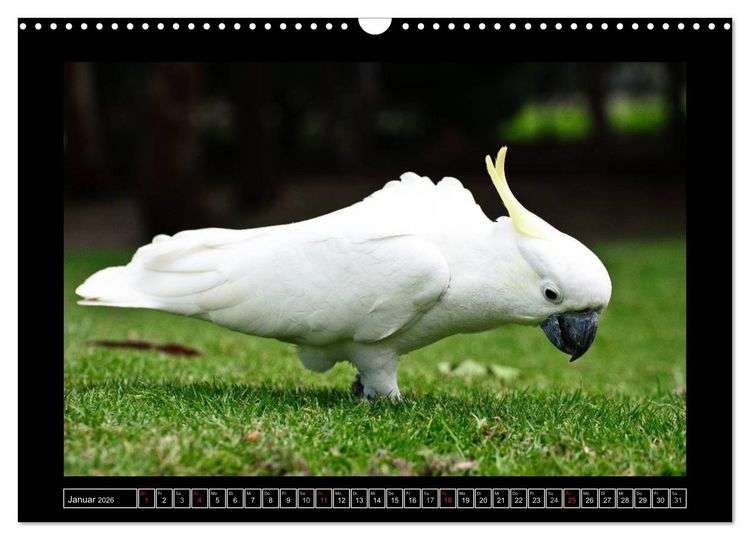Produktbild: Australia Wildlife (Wandkalender 2026 DIN A3 quer), CALVENDO Monatskalender