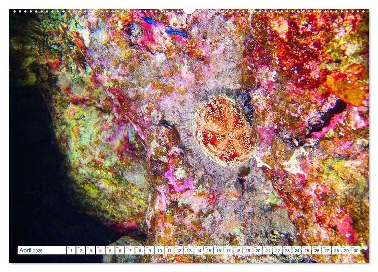 Produktbild: Geheimnisvolle Welt unter Wasser - Nachts am Riff (hochwertiger Premium Wandkalender 2026 DIN A2 quer), Kunstdruck in Hochglanz