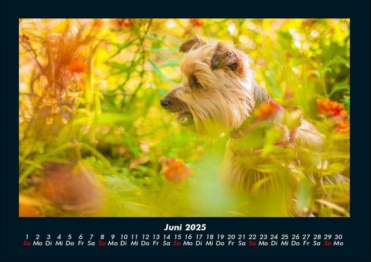 Produktbild: Blumentr&auml;ume 2025 Fotokalender DIN A4