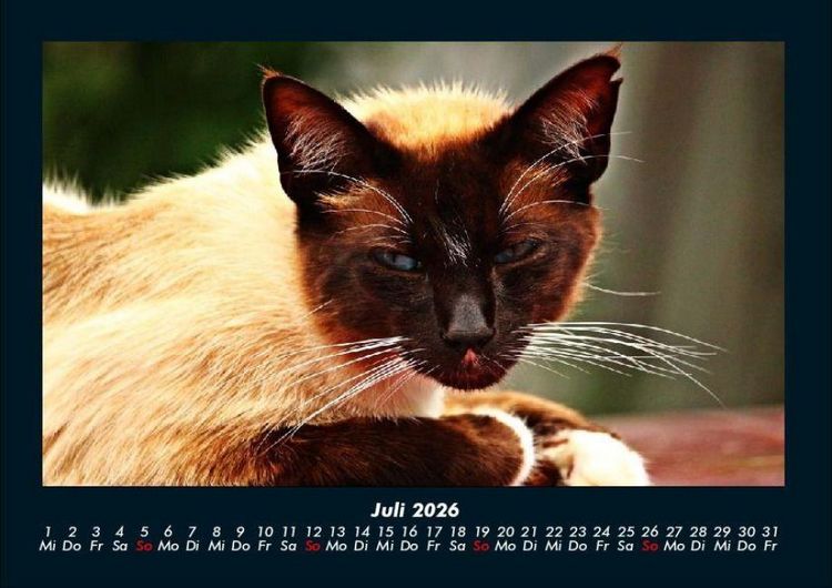 Produktbild: F&uuml;r Katzenfreunde 2026 Fotokalender DIN A4