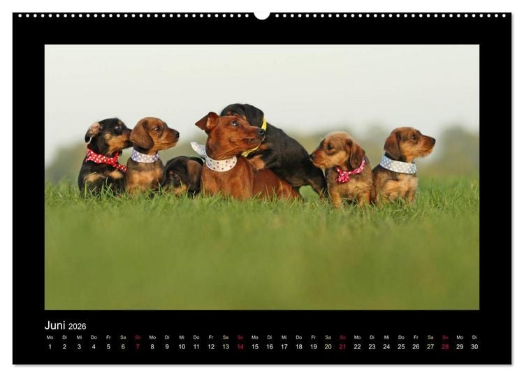 Produktbild: Allerlei Hundekinder (hochwertiger Premium Wandkalender 2026 DIN A2 quer), Kunstdruck in Hochglanz