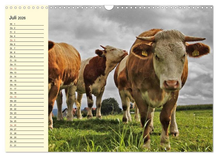 Produktbild: Gl&uuml;ckliche K&uuml;he auf saftigen Wiesen (Wandkalender 2026 DIN A3 quer), CALVENDO Monatskalender