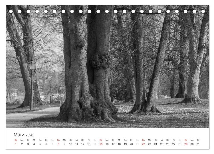 Produktbild: B&auml;ume - Natursch&ouml;nheiten in schwarz-wei&szlig; (Tischkalender 2026 DIN A5 quer), CALVENDO Monatskalender