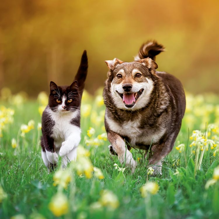 Produktbild: Kleine Freunde / Little Friends 2027