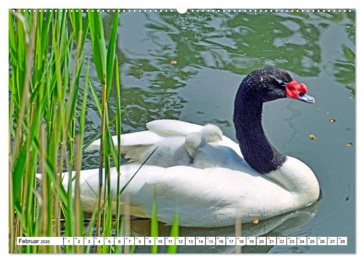 Produktbild: Bunte Vielfalt in der Vogelwelt (Wandkalender 2026 DIN A2 quer), CALVENDO Monatskalender