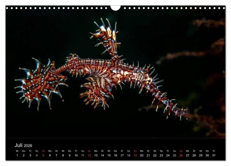 Produktbild: Faszination Makro Unterwasser (Wandkalender 2026 DIN A3 quer), CALVENDO Monatskalender