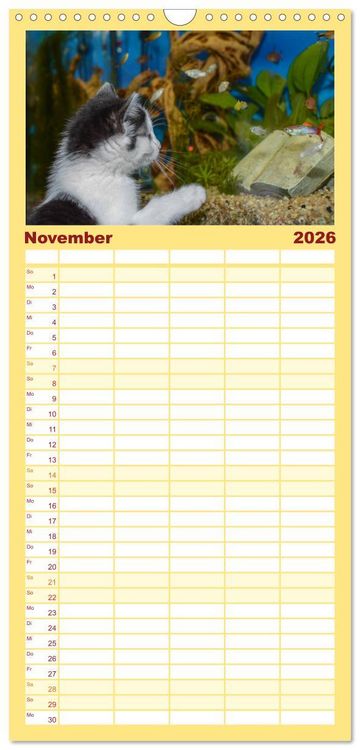 Produktbild: Familienplaner 2026 - Die Launen der Katzen 2026 mit 5 Spalten (Wandkalender, 21 x 45 cm) CALVENDO