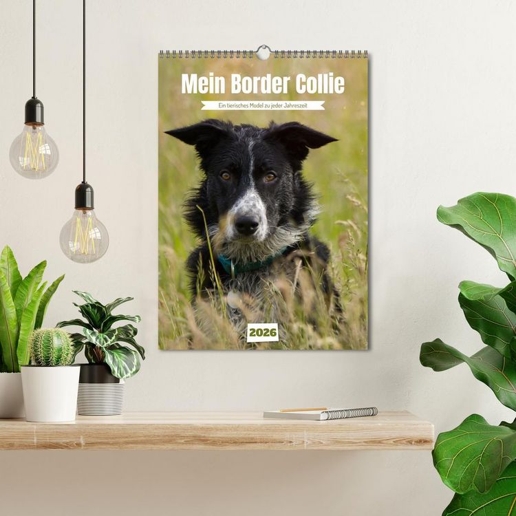 Produktbild: Mein Border Collie (Wandkalender 2026 DIN A3 hoch), CALVENDO Monatskalender